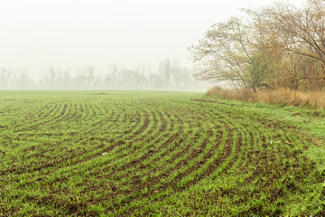 Field with green sprouts of winter wheat