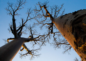 Baobab sur fond de ciel bleu. Madagascar. Une excellente illustration.