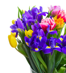spring tulips and irises