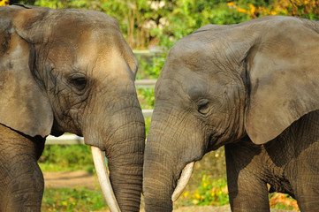 Obraz premium affection between elephants