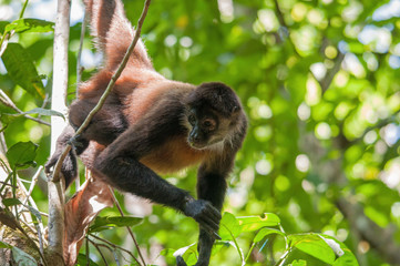 costa rican spider monkey, hanging from tree