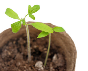 Tomato seedling