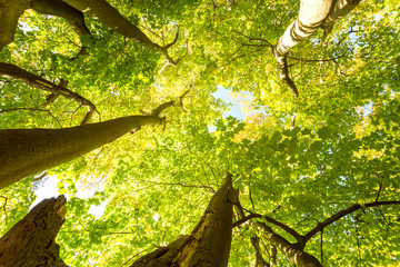 Schon fast herbstlich - Baumkronen