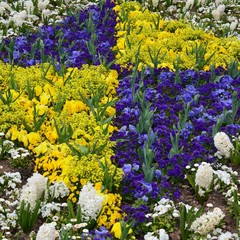 Blumenmuster im Frühlingsgarten - Goldlack - Stiefmütterchen - Hyazinten und Tulpen - blau-gelb-weiß