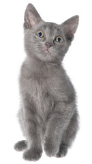 Small gray shorthair kitten sitting