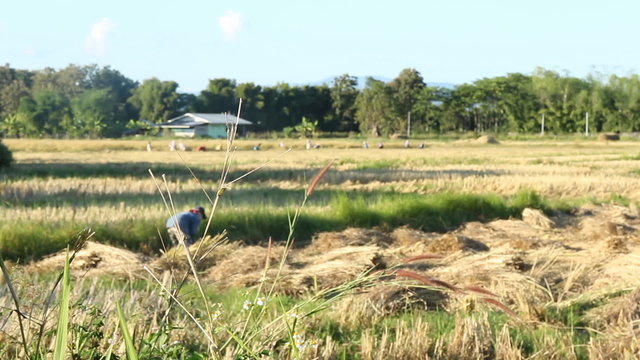 Farmer working in the rice field, stock video