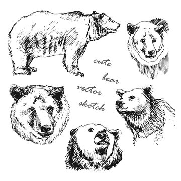 hand drawn illustration of a bear in the different corners