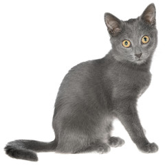 Small gray short hair kitten sitting