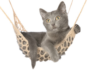 Naklejka na ściany i meble Cute gray kitten lay in hammock