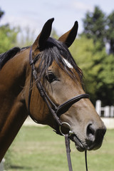 Obraz premium cabeza de caballo de polo o pato