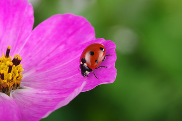 Ladybug