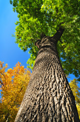 Fototapeta premium Huge ash tree, nature autumn