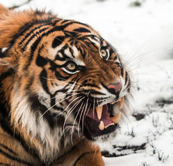 Siberian tiger on snow