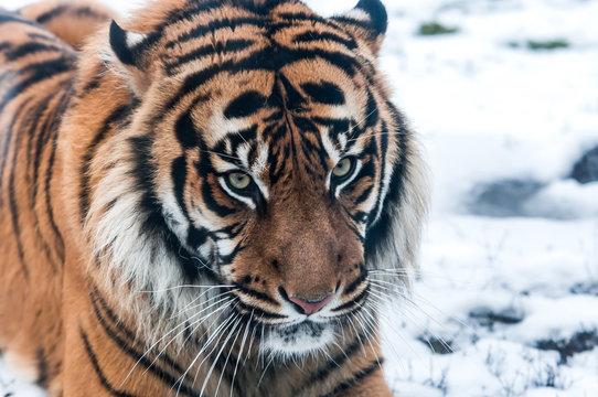 Siberian tiger on snow