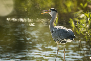 Great blue heron