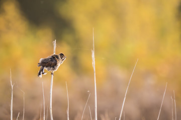 Singing bird in the reeds