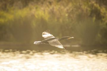 Flight of the Great cormorant
