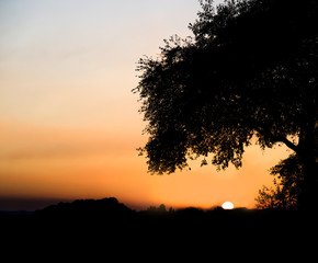 Romantic yellow sunset with tree