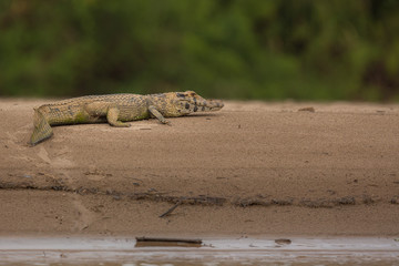 Caiman/caiman/peru
