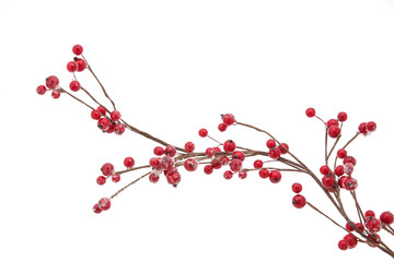 Christmas branch with red berries  - Powered by Adobe