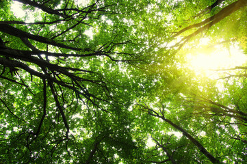 Forest with sunlight