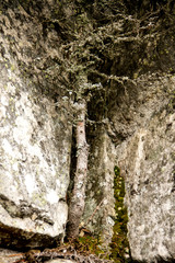 Dead tree on the rock