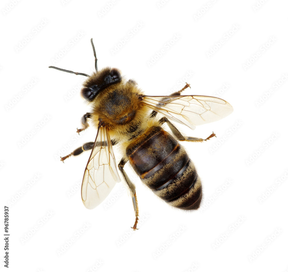 Canvas Prints bee