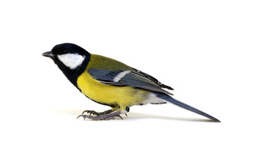 great tit