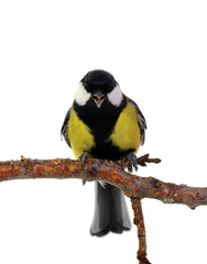 great tit