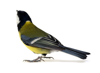 great tit