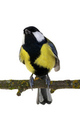 great tit