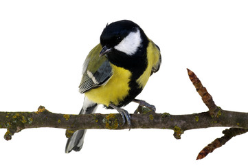 great tit