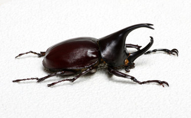 beetle