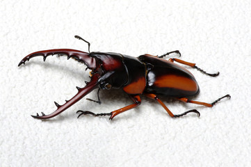 Stag beetle