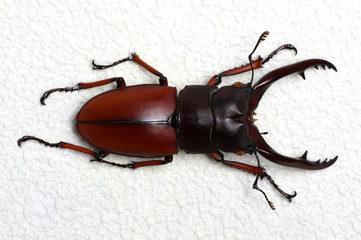 Stag beetle