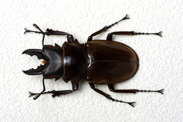 Stag beetle