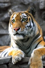 Siberian tiger