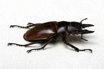 Stag beetle