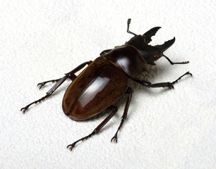Stag beetle