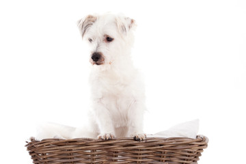 Dog in basket