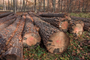 jesienne klimaty © amadeusz