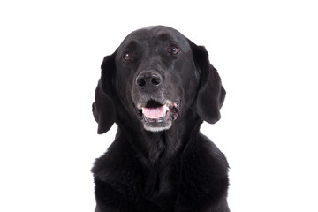 Portrait of labrador