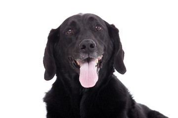 Lovely labrador
