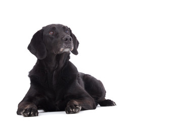 labrador is laying down