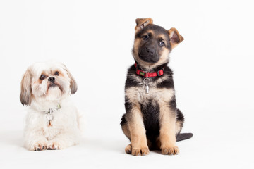 shi tzu with a sheppard