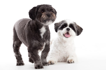 2 shi tzu dogs in the studio