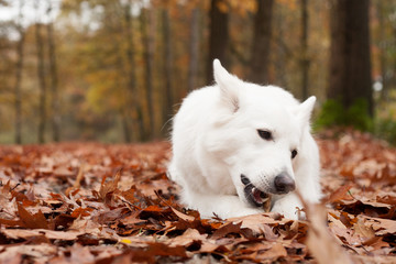 Obraz premium White sheppard in the forest chewing on his stick