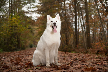 White sheppard in the forest is sitting