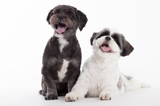 2 shi tzu dogs on white