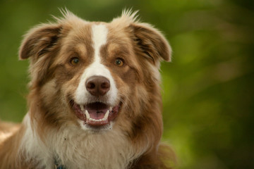 portrait of border collie